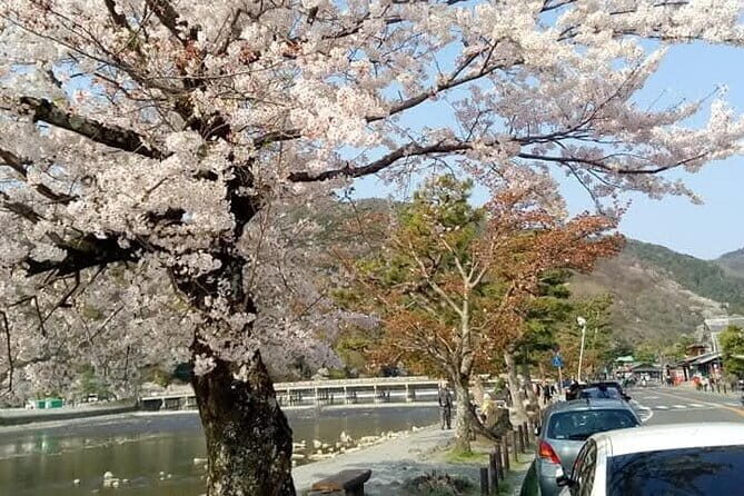 Kyoto Sakura & Hidden Gems of Timeless Tradition - A Closer Look at the Itinerary