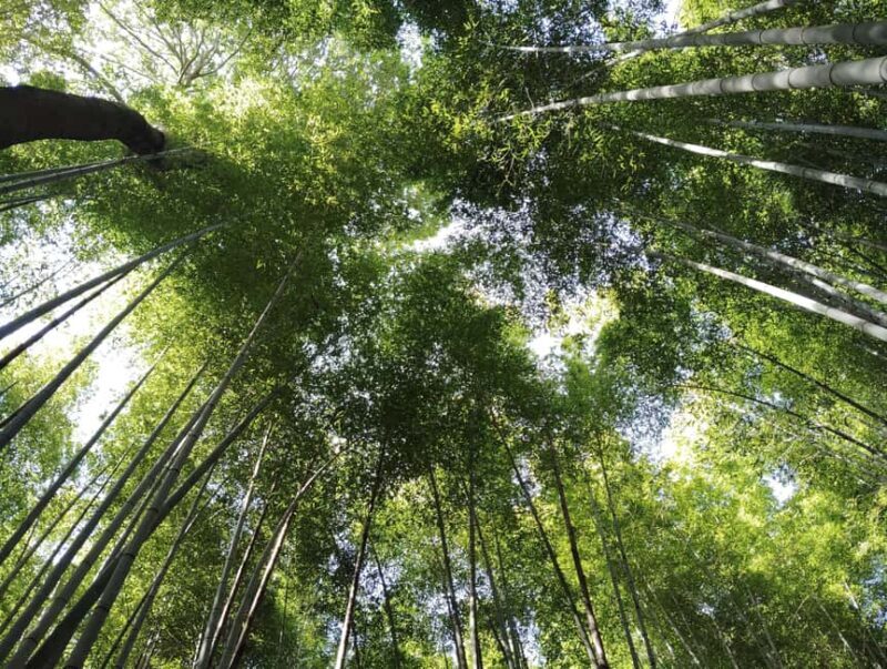 Kyoto: Serene Morning Walk in Arashiyama Bamboo Grove - Timing and Practicalities