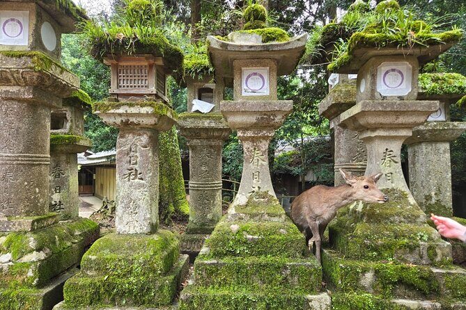 Kyoto to Nara Day Trip 6 Hour Private Tour with Deer and Temples - The Sum Up: Is It Worth It?