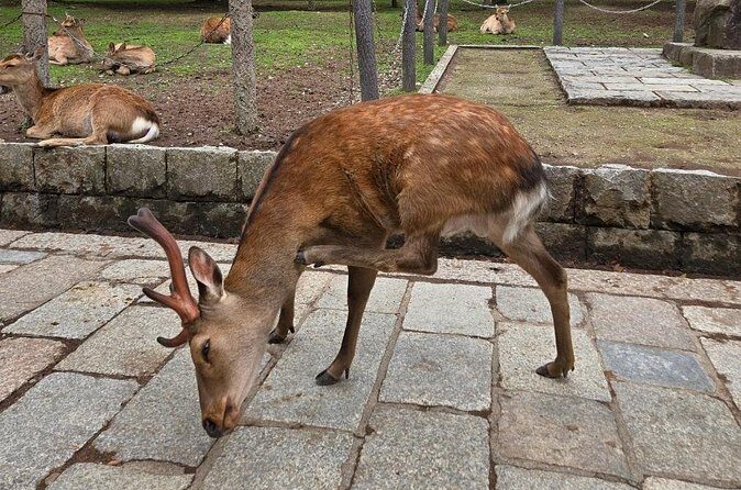 Kyoto to Nara Day Trip 6 Hour Private Tour with Deer and Temples - FAQ