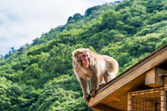 Kyoto's Top City Highlights: 2-Day Private Tour Experience - The Sum Up