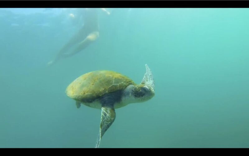 La Jolla: 2.5-Hour Kayak and Snorkel Tour - La Jolla: 2.5-Hour Kayak and Snorkel Tour