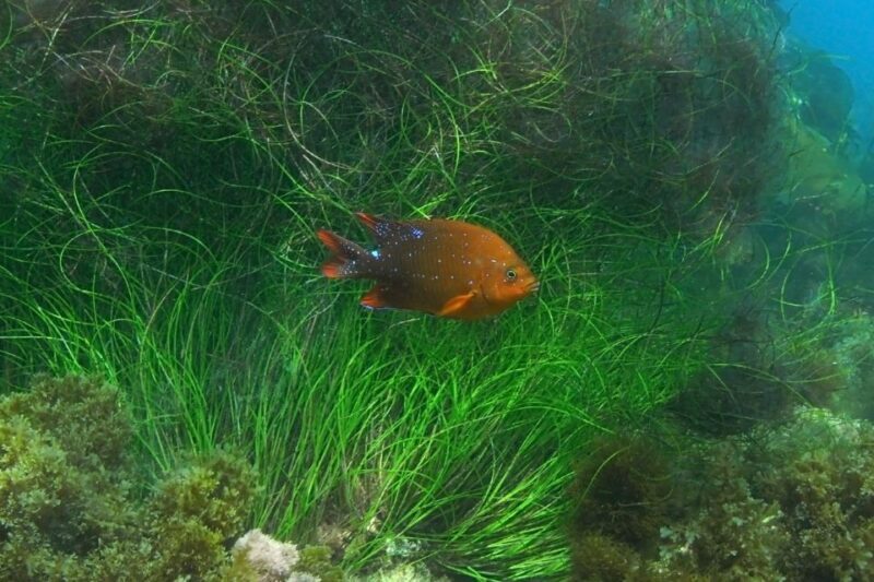 La Jolla: 2.5-Hour Kayak and Snorkel Tour - Practical Details and Value