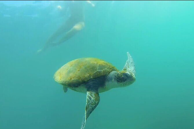 La Jolla Kayak and Snorkel Tour - Who This Tour Is Best For