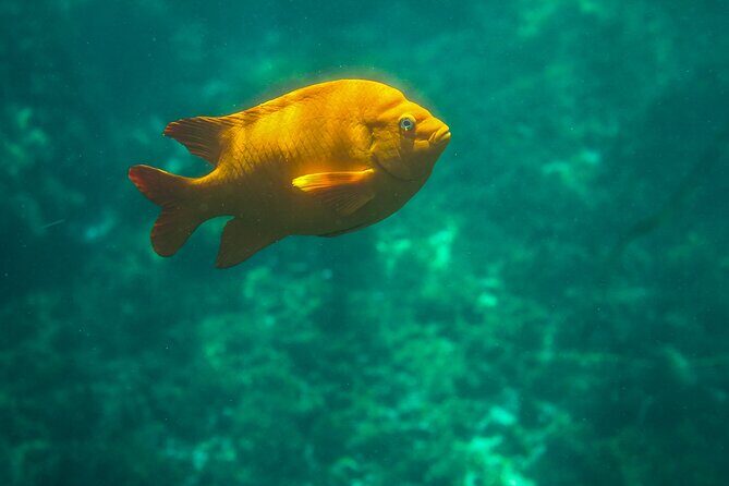La Jolla Kayak and Snorkel Tour - Frequently Asked Questions (FAQs)