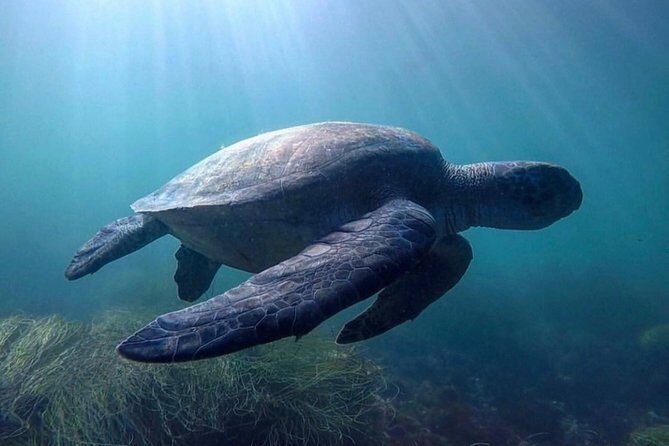 La Jolla Sea Caves Kayak Tour For Two (Tandem Kayak) - FAQ