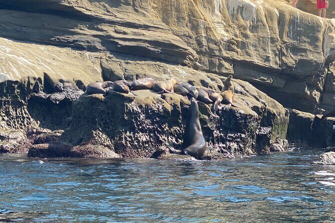La Jolla Sea Caves Kayak Tour (Single Kayak) - The Value Proposition