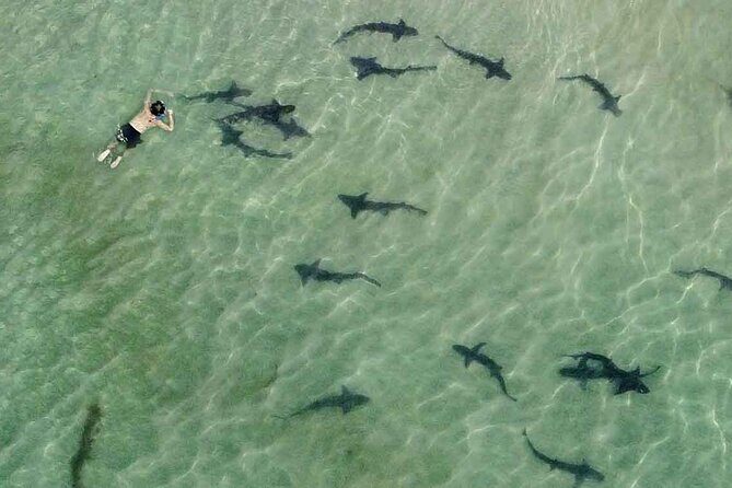 La Jolla Snorkel with the Leopard Sharks - What Is This Tour All About?