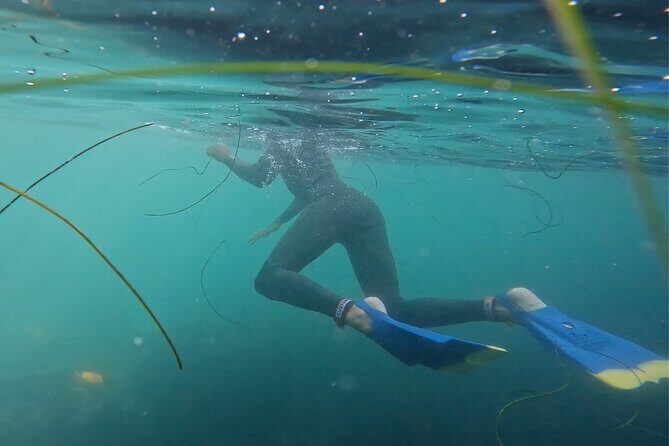 La Jolla Snorkel with the Leopard Sharks - The Itinerary: What to Expect