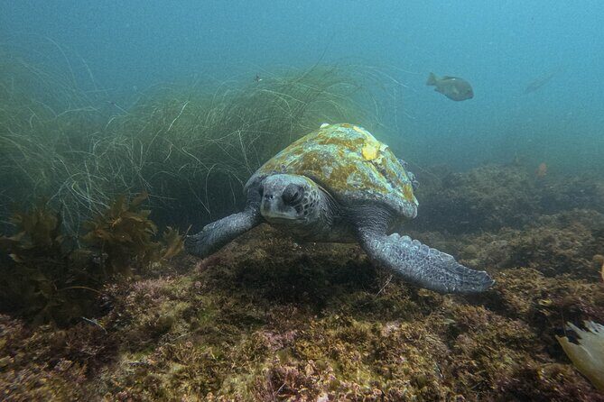 La Jolla Snorkel with the Leopard Sharks - Reviews: What Do Travelers Say?