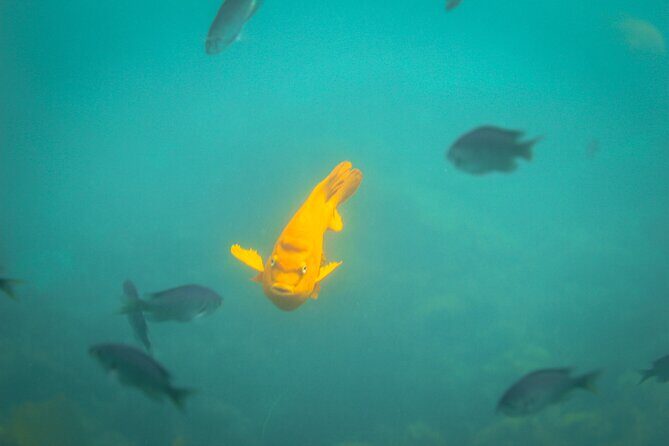 La Jolla Snorkel with the Leopard Sharks - Final Thoughts: Is It Worth It?