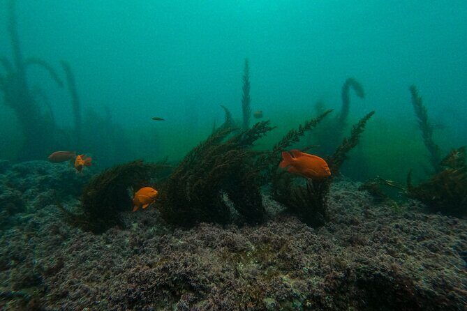 La Jolla Snorkel with the Leopard Sharks - Frequently Asked Questions