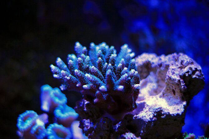 La Paz: Coral Farm Snorkel Tour - An In-Depth Look at the Coral Farm Snorkel Tour
