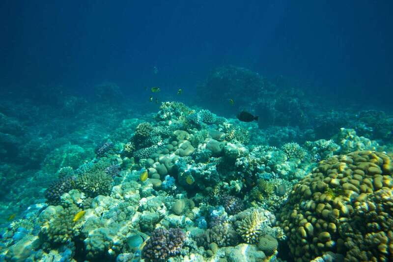 La Paz: Coral Farm Snorkel Tour - An In-Depth Look at What You Can Expect
