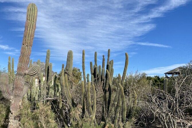 La Paz El Triunfo and La Ventana Day Trip with Lunch - A Full Breakdown of the Tour Experience