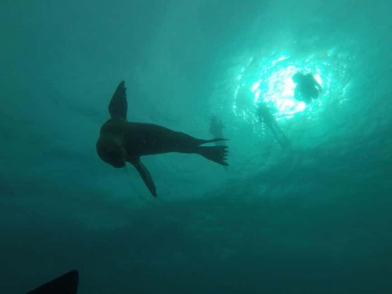 La Paz: Espíritu Santo Island Snorkeling Tour with Lunch - What’s Included and What to Bring