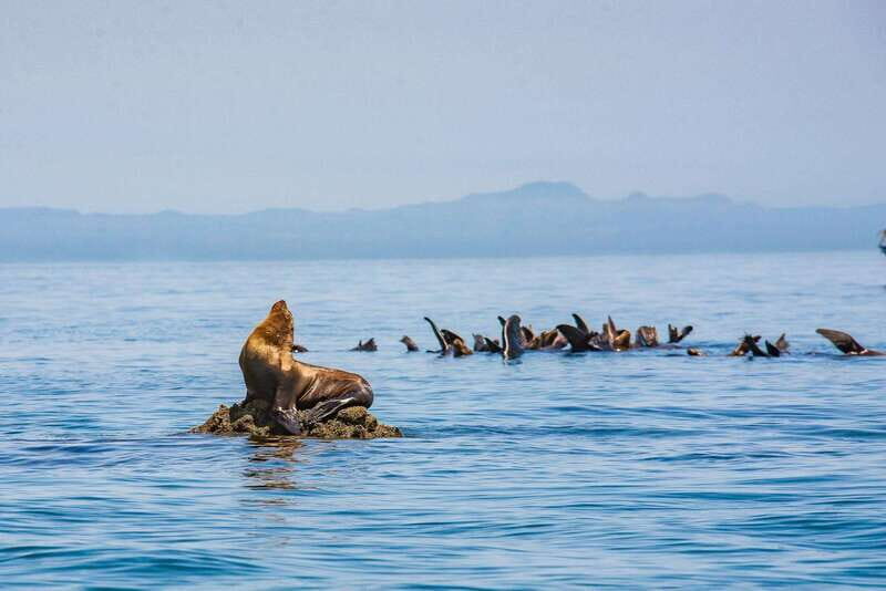 La Paz: Espiritu Santo Island Tour - Introduction