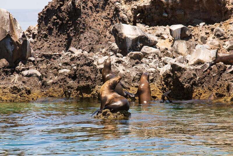 La Paz: Espiritu Santo Island Tour - The Sum Up