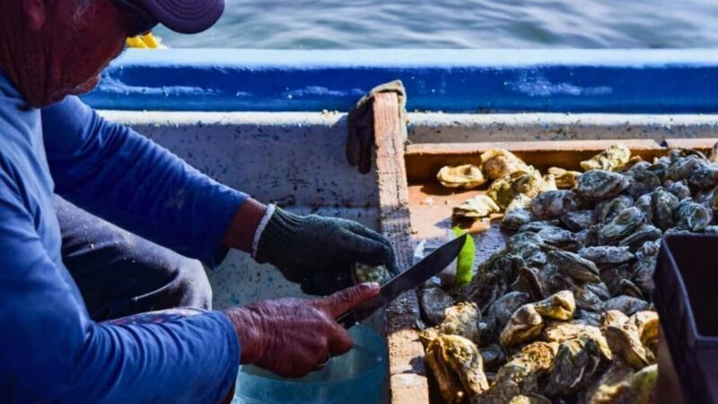 La Paz: Mangrove Adventure, Snorkeling and Shellfish Tasting - Exploring the La Paz Mangroves: A Natural Gateway