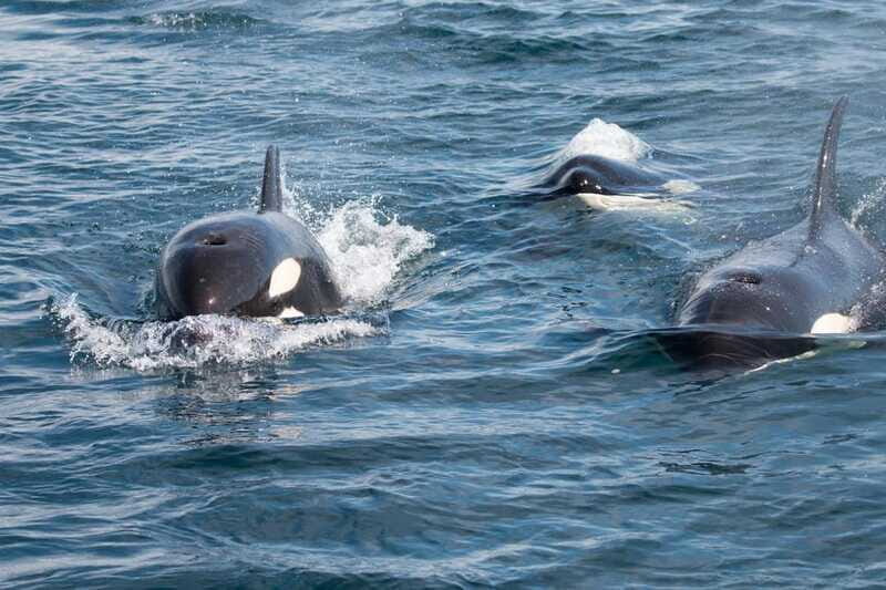 La Paz - Ocean Safari: find dolphins, orcas, and sea lions - Key Points