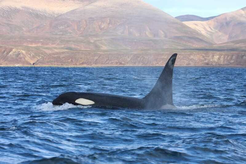 La Paz - Ocean Safari: find dolphins, orcas, and sea lions - An In-Depth Look at the Ocean Safari Tour