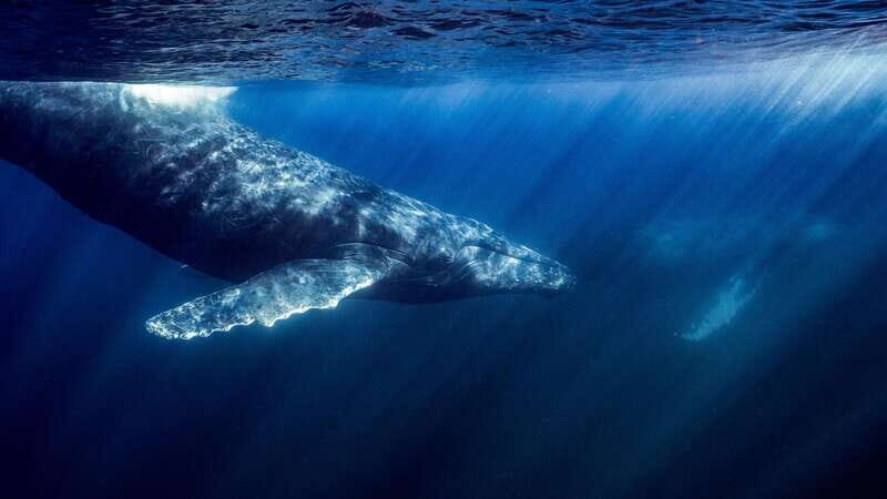 La Paz or La Ventana: Ocean Safari - Key Points