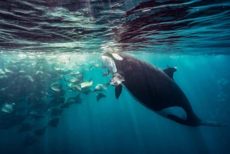La Paz or La Ventana: Ocean Safari - The Sum Up