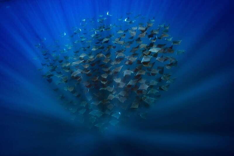La Paz or La Ventana: Ocean Safari - FAQ