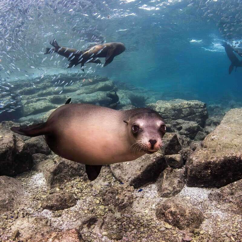 La Paz: Sea Lion Snorkeling at Espirtu Santo Island - Key Points