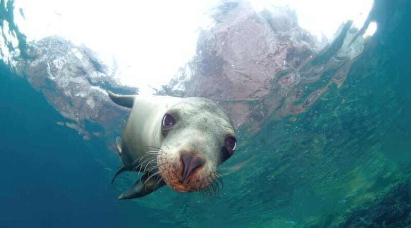 La Paz: Sea Lion Snorkeling at Espirtu Santo Island - What Is This Tour All About?