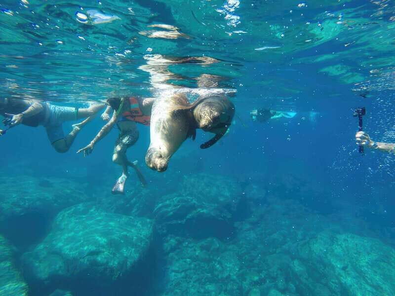 La Paz: Sea Lion Snorkeling at Espirtu Santo Island - The Details That Matter