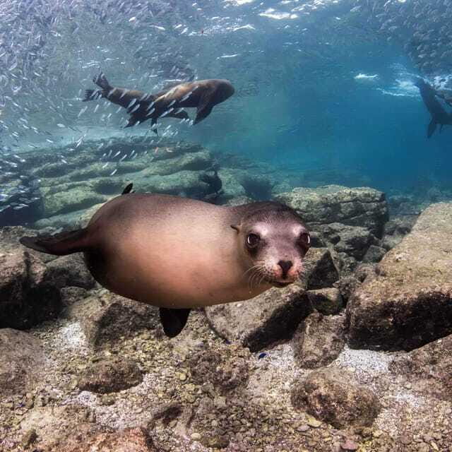 La Paz: Sea Lion Snorkeling at Espirtu Santo Island - Authentic Insights from Reviews