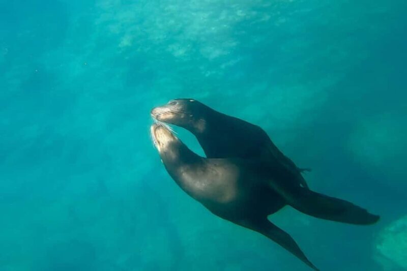 La Paz: Sea Lions & Mega-Paddleboard Tour in Espiritu Santo - Key Points