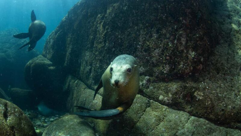 La Paz: Sea Lions & Mega-Paddleboard Tour in Espiritu Santo - The Itinerary: What You Can Expect