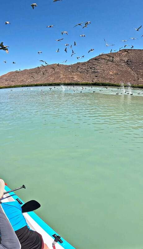 La Paz: Sea Lions & Mega-Paddleboard Tour in Espiritu Santo - Final Thoughts: Is It Worth It?