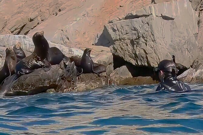 La Paz Wildlife Ocean Safari & Beach Club Leisure in La Ventana - Key Points
