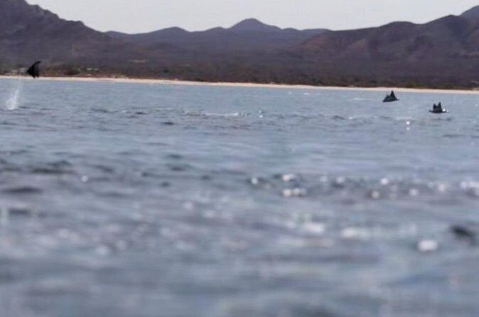 La Paz Wildlife Ocean Safari & Beach Club Leisure in La Ventana - Exploring the Itinerary in Detail