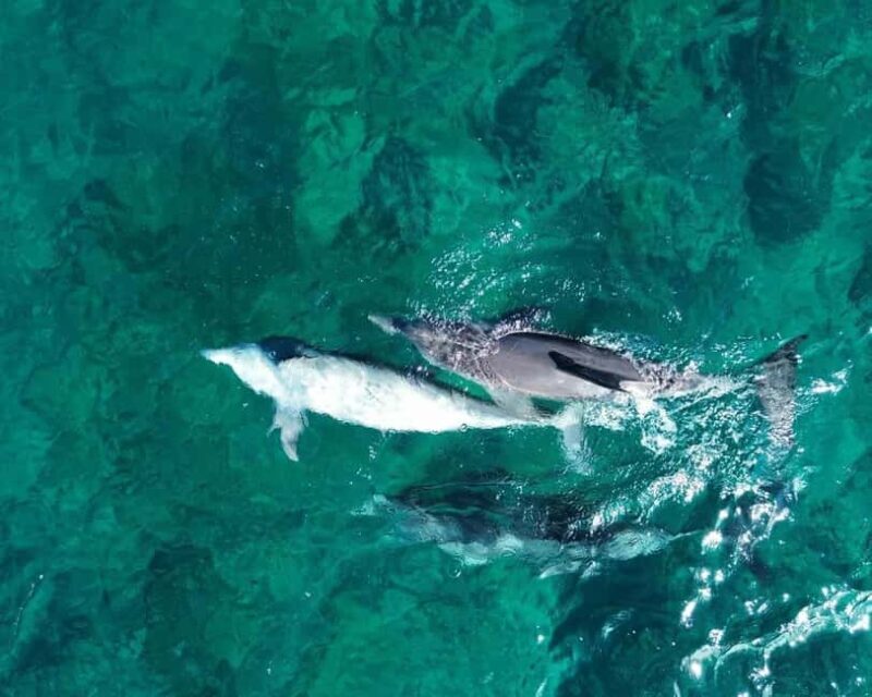 La Preneuse: Dolphin Watching and Snorkeling Speedboat Tour - Setting the Scene: What to Expect from the Tour