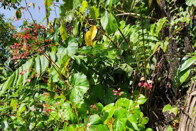 La Soufriere Volcano Adventure - Who Should Consider This Tour?