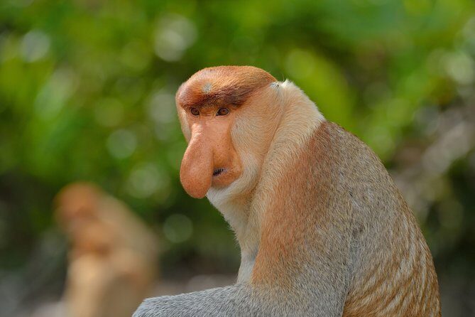 Labuk Proboscis, Sepilok, Sun Bear, Sandakan City Tour & Lunch - Key Points