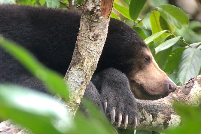 Labuk Proboscis, Sepilok, Sun Bear, Sandakan City Tour & Lunch - Analyzing the Value