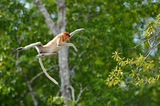 Labuk Proboscis, Sepilok, Sun Bear, Sandakan City Tour & Lunch - The Sum Up