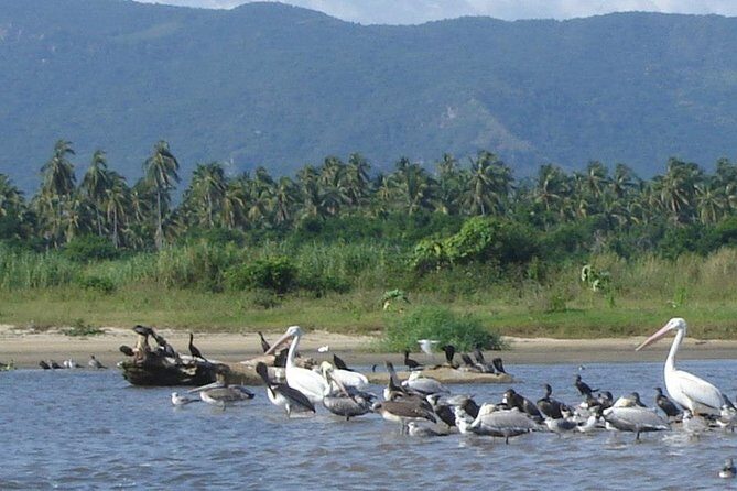 Lagoon Adventure: Jungle, Turtle Release & Cliff Diving Spectacle - Practical Tips for Travelers