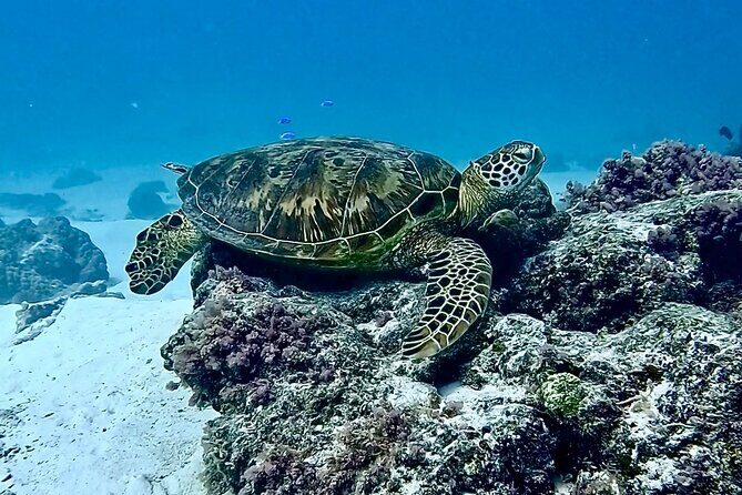 Lagoon and Marine Wildlife Tour in Moorea - FAQs