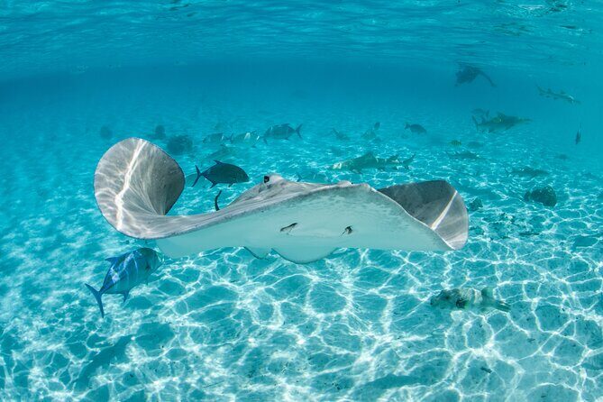 Lagoon Exploration and Snorkeling in Moorea - Meeting Point and Arrival