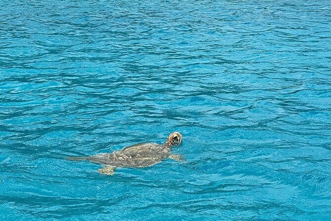 Lagoon Exploration and Snorkeling in Moorea - Duration and Group Size