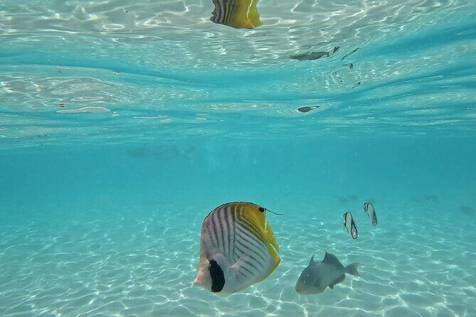 Lagoon Exploration and Snorkeling in Moorea - The End of the Tour