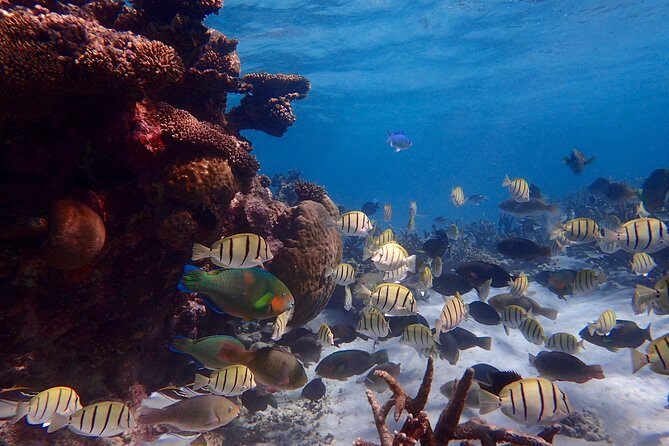 Lagoon Explorer - Ningaloo Reef Full-Day Kayaking and Snorkeling Adventure - The Sum Up: Why This Tour Is a Great Pick