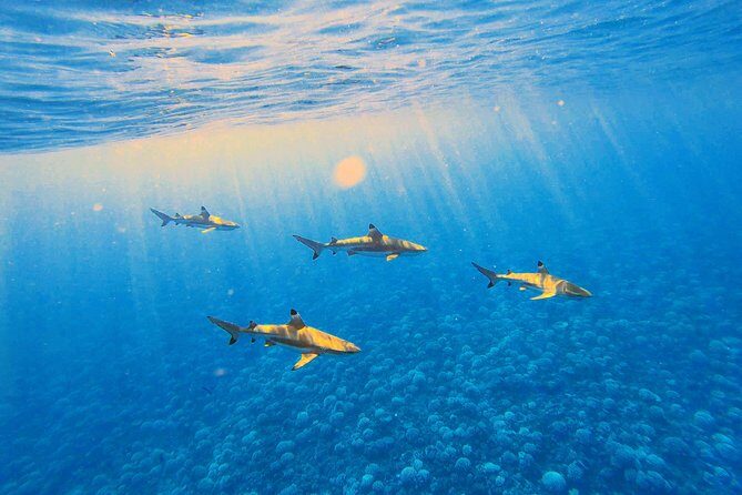 Lagoon Tour - Discover the magnificent lagoon of Moorea - Who Is This Tour Best For?