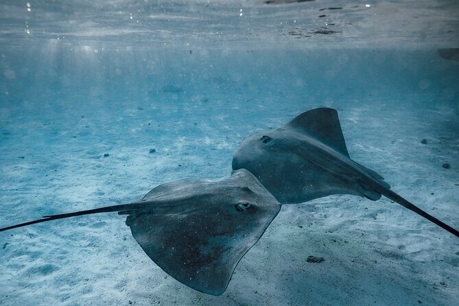 Lagoon Tour - Discover the magnificent lagoon of Moorea - Shallow Water for Rays and Sharks